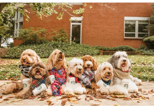 5 Pumpkin spice latte recipes for your dog patchwork pet dog blog