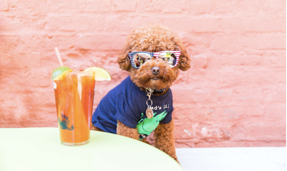 A Dog Friendly Travel Guide to New York City