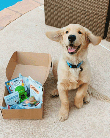 Our Favorite Eco-Friendly Dog Products