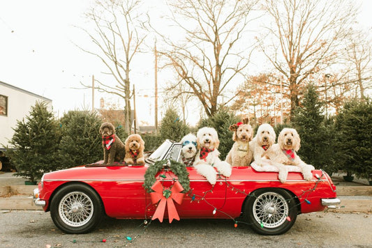 holiday 2019 christmas and holiday gifts for goldendoodles and goldendoodle lovers patchwork pet dog blog