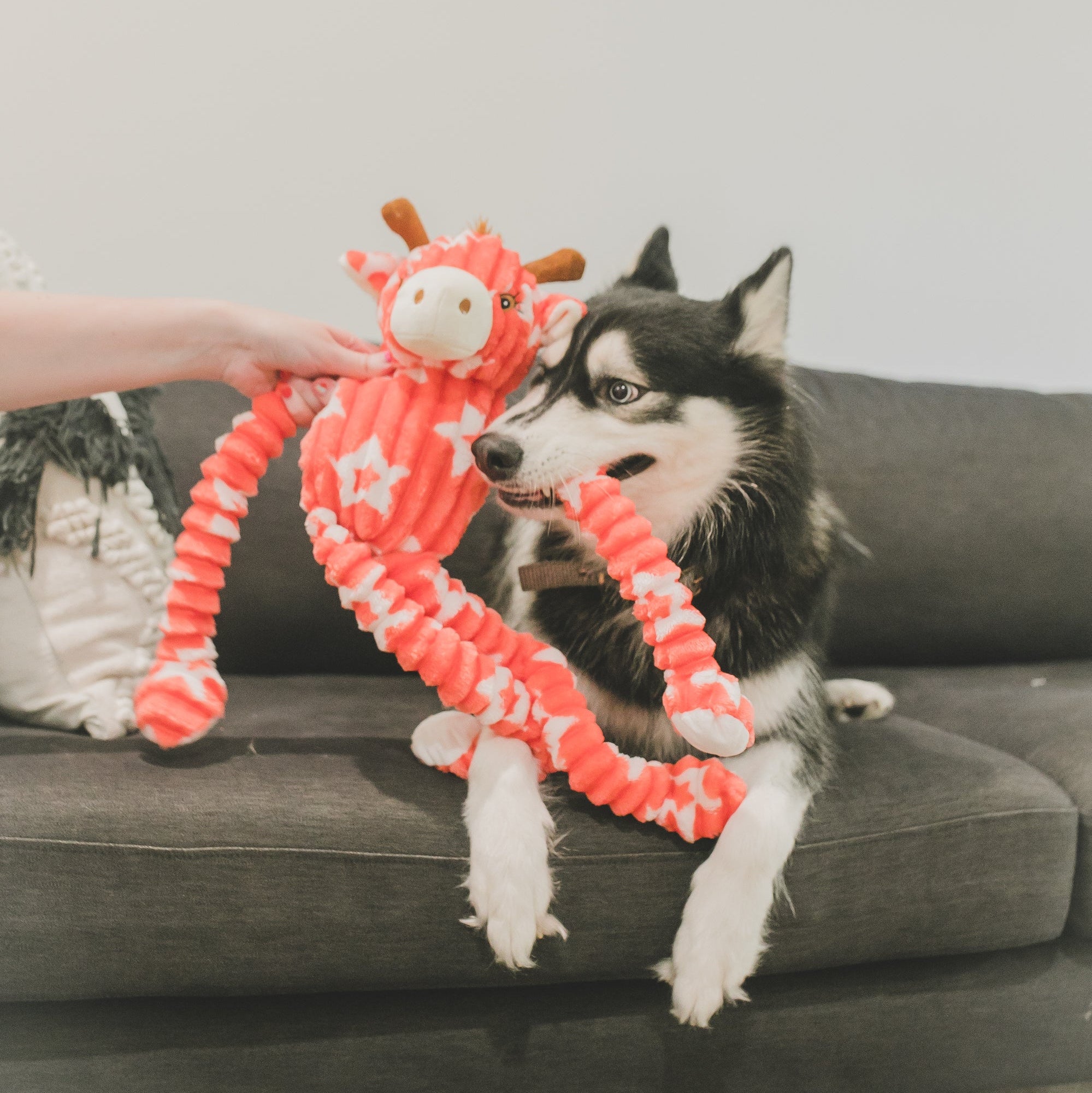 Gigi Giraffe