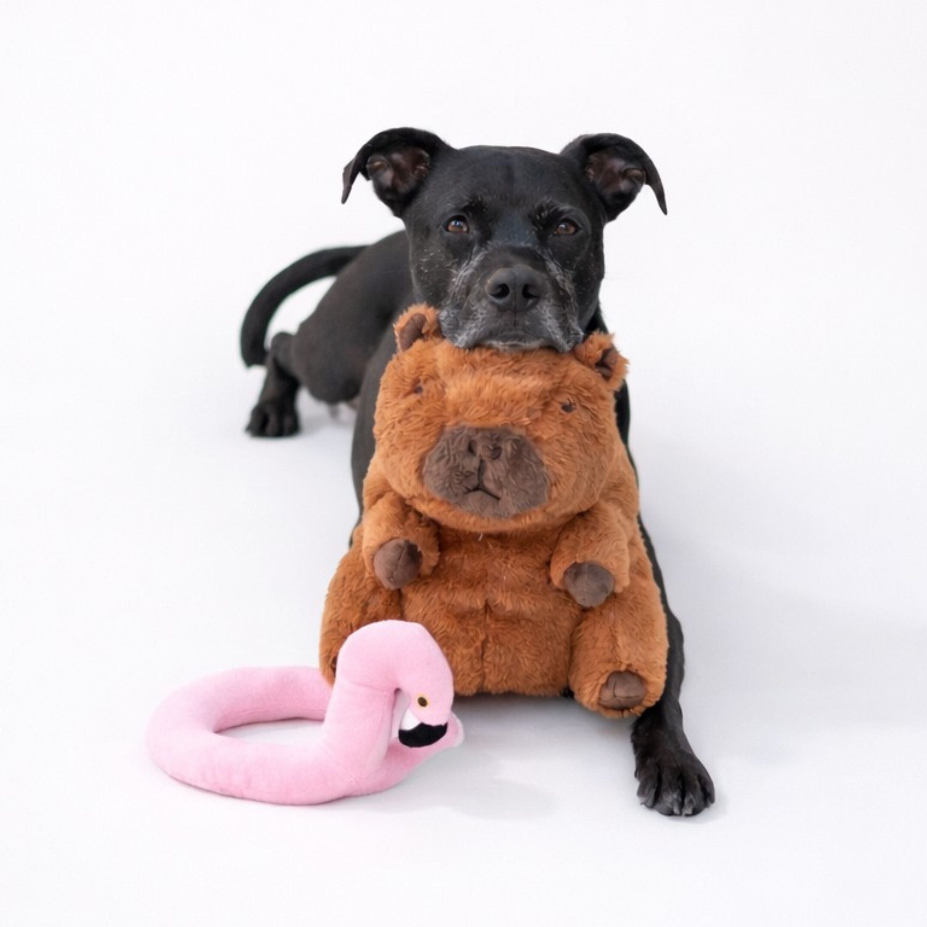 Capybara with Flamingo Floaty 11"