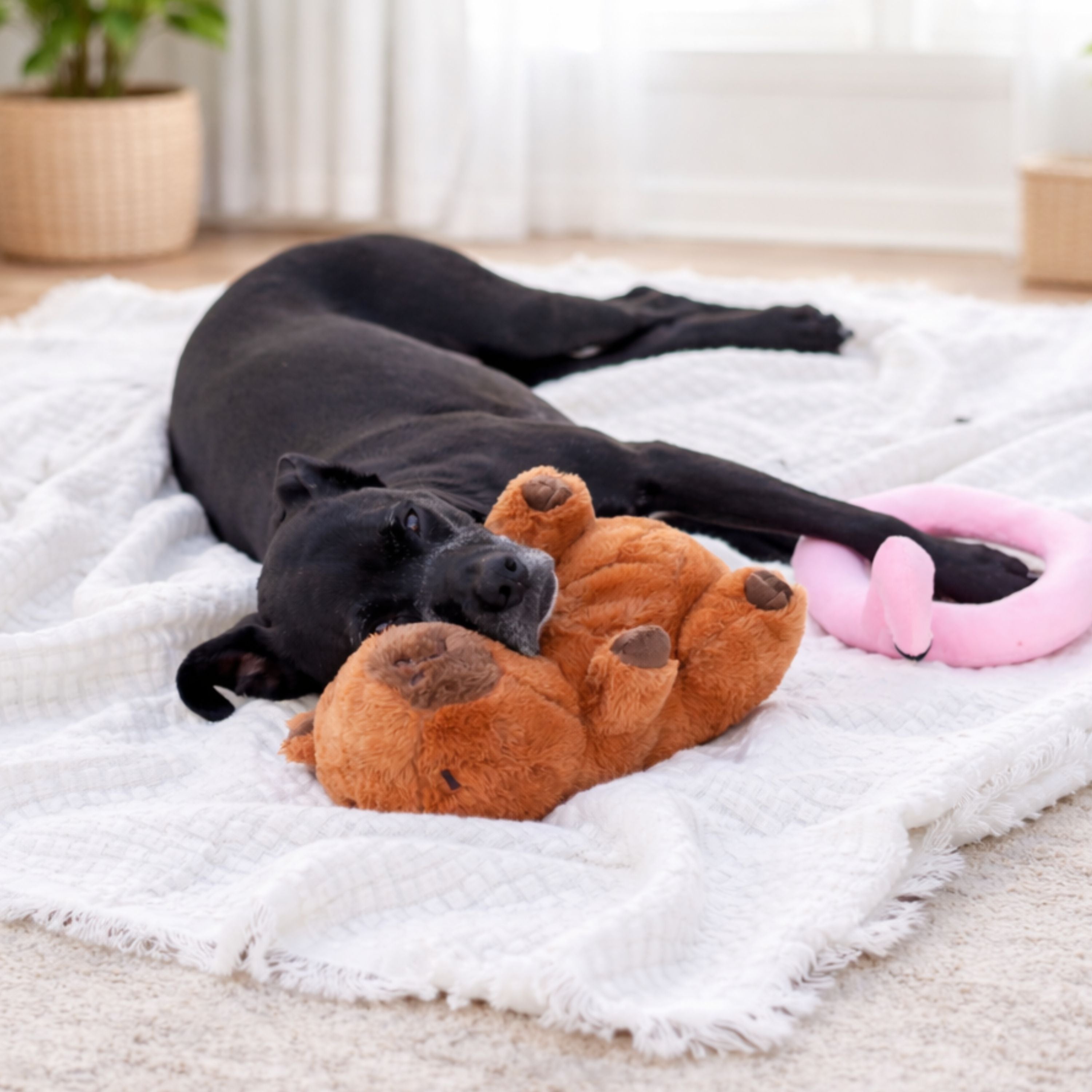 Capybara with Flamingo Floaty 11"