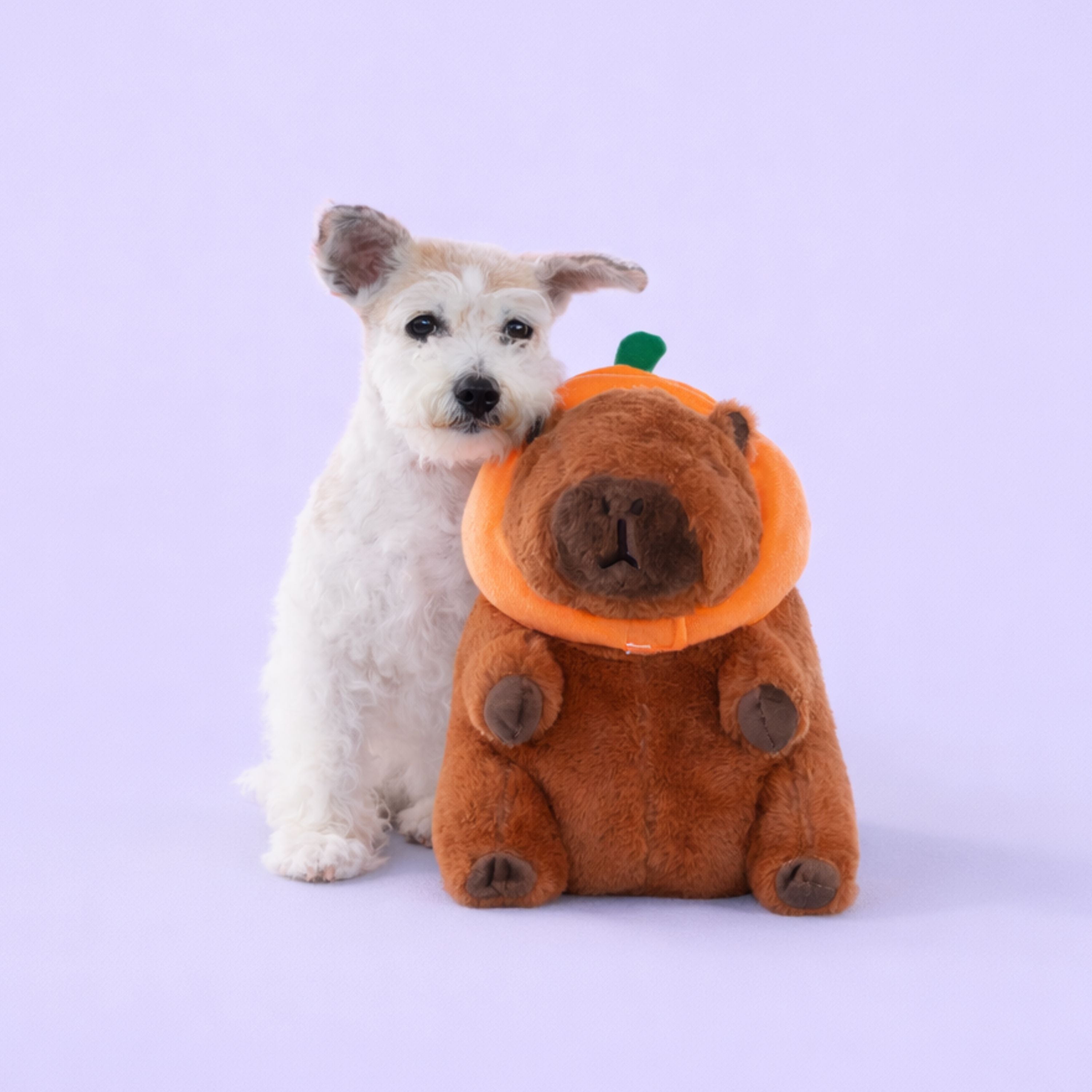 Capybara with Pumpkin Hat 11"