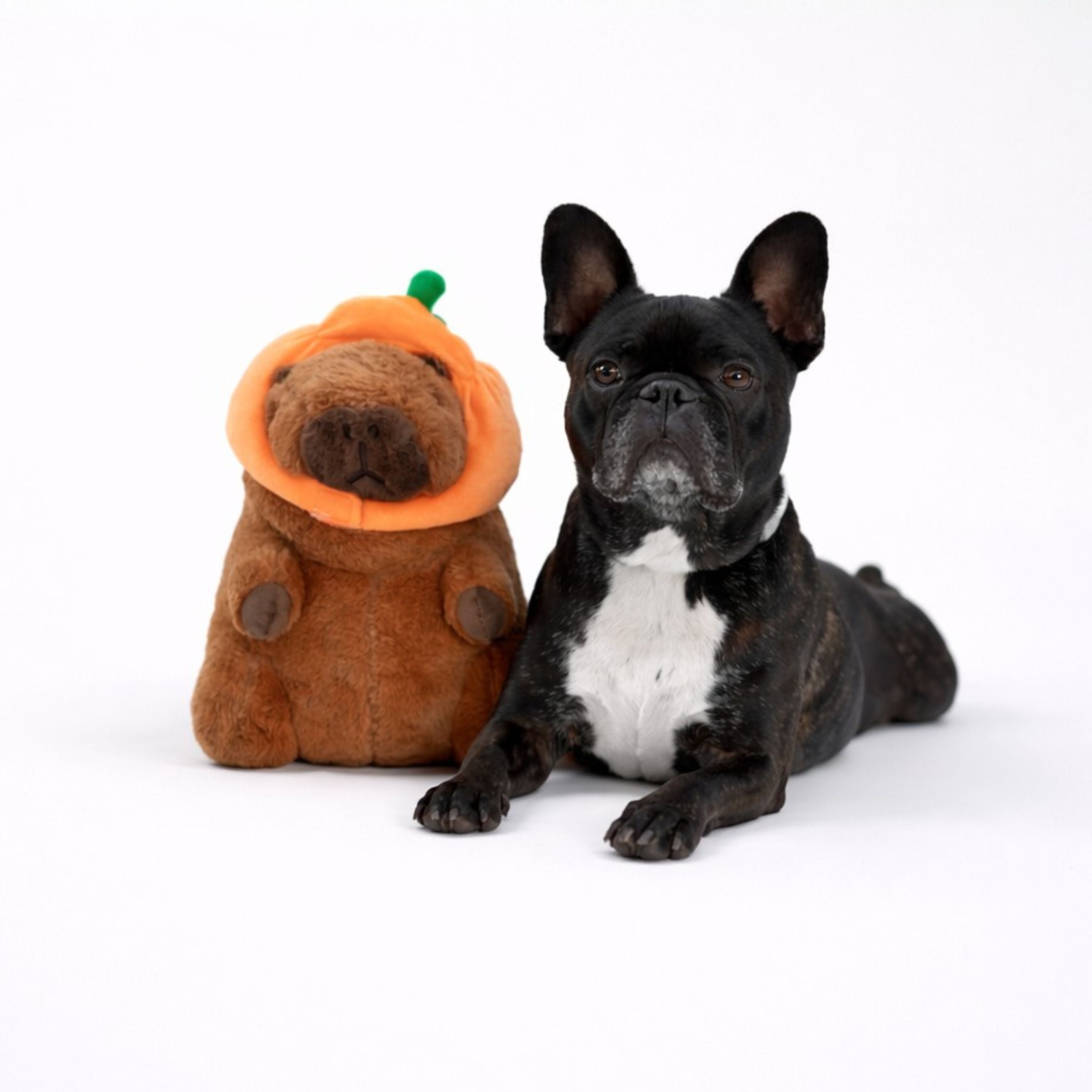 Capybara with Pumpkin Hat 11"