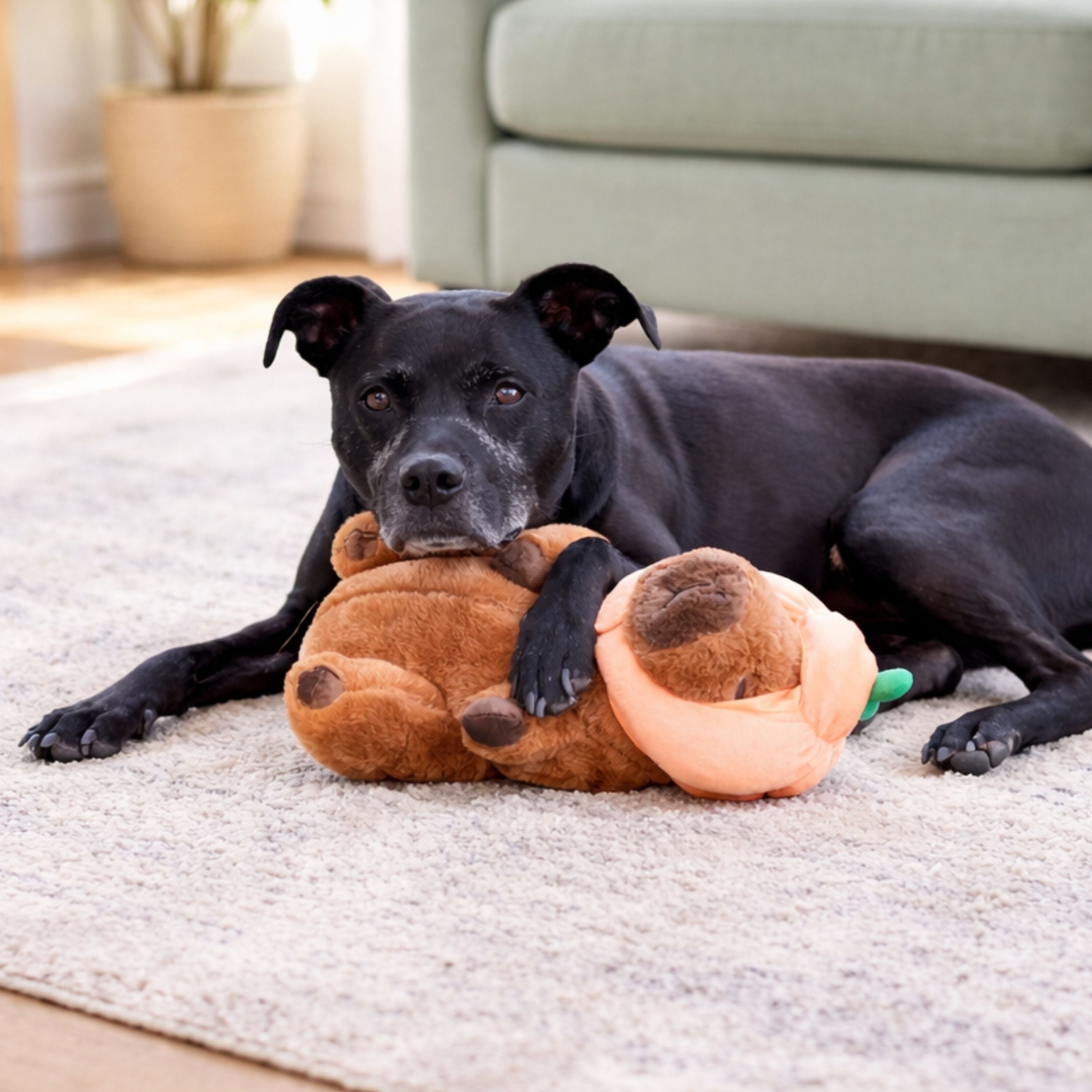 Capybara with Pumpkin Hat 11"