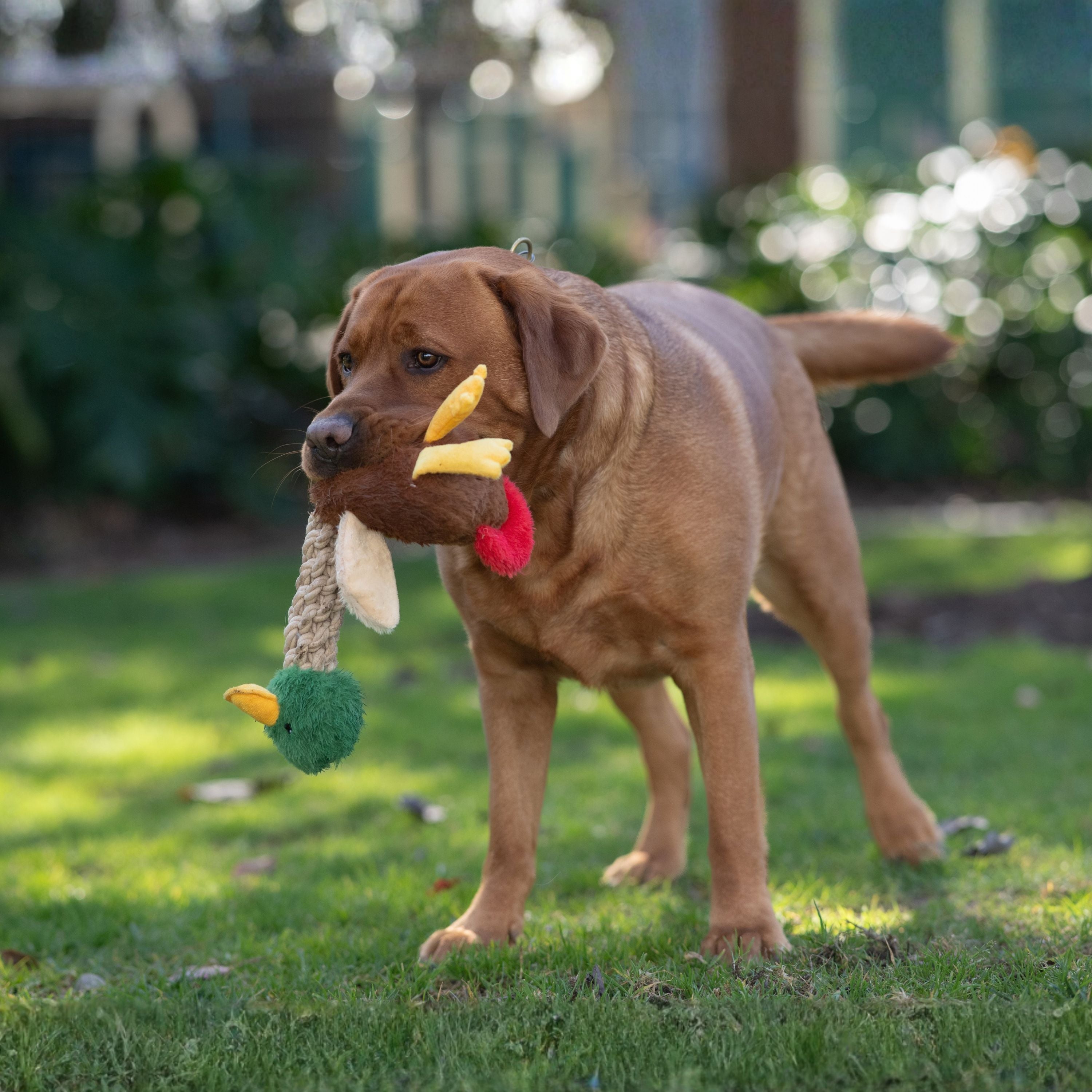 Tug and Toss Mallard Duck 15"