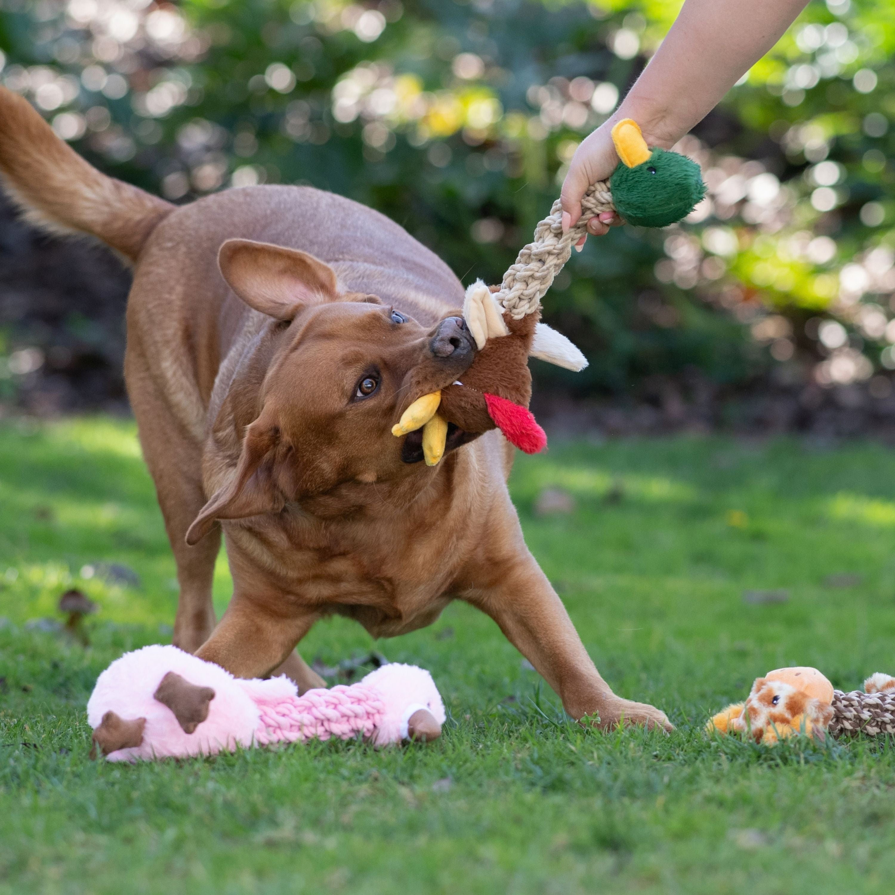Tug and Toss Mallard Duck 15"