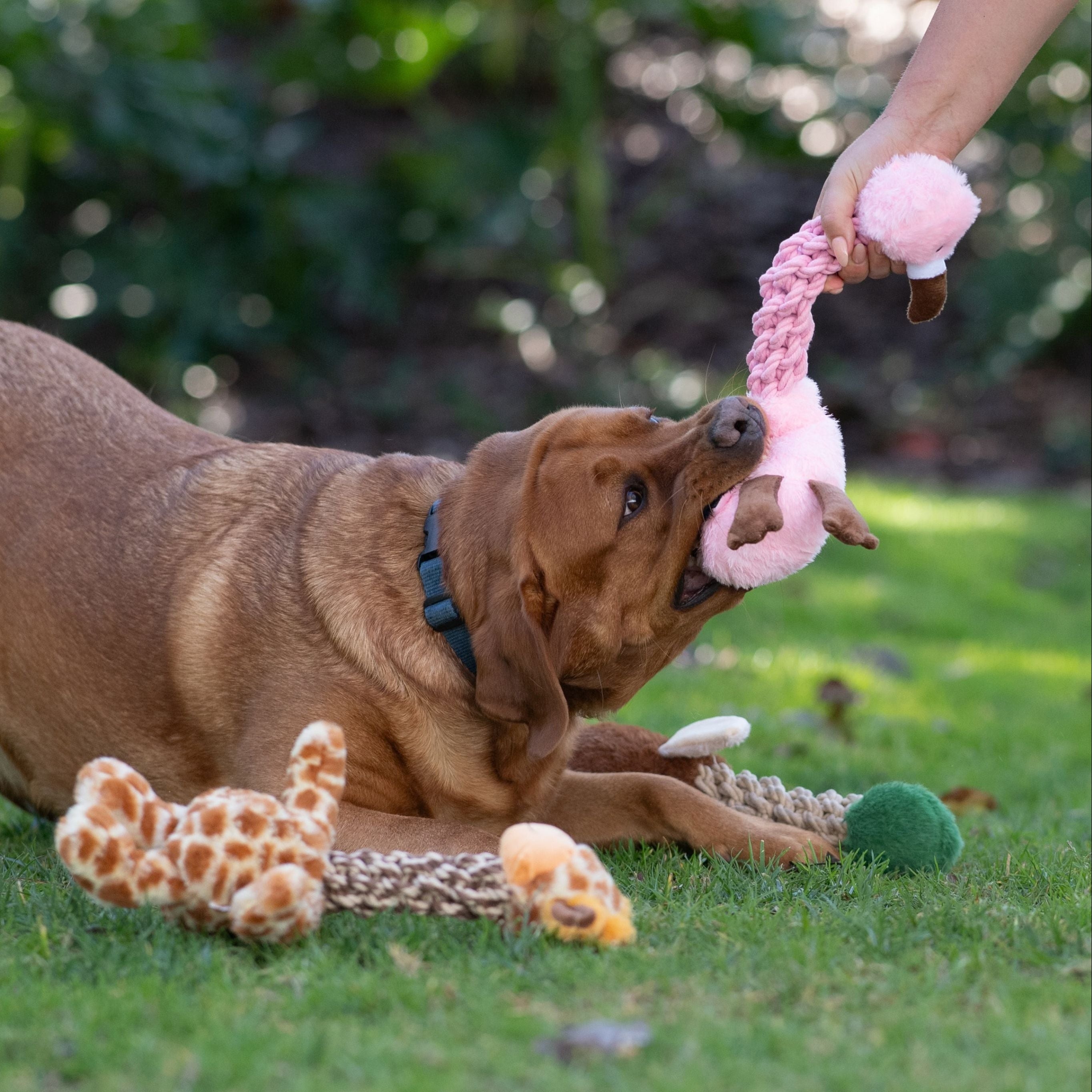 Tug and Toss Flamingo 15"