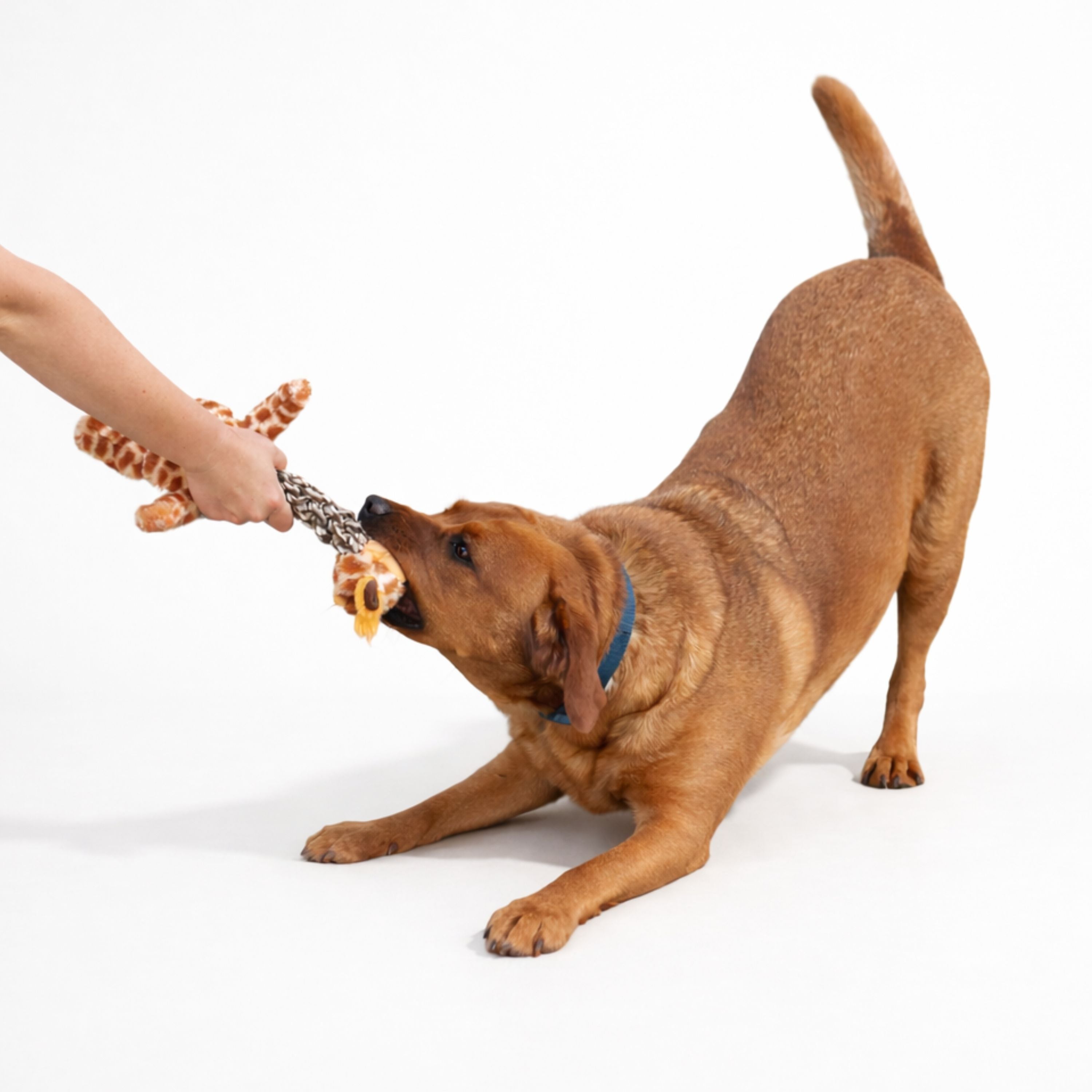 Tug and Toss Giraffe 15"