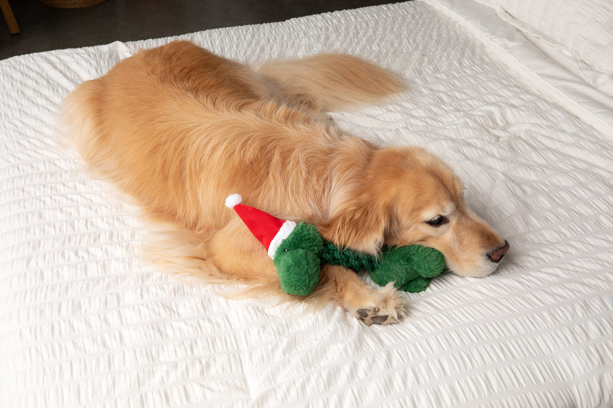 Tug and Toss Christmas Dinosaur 15"