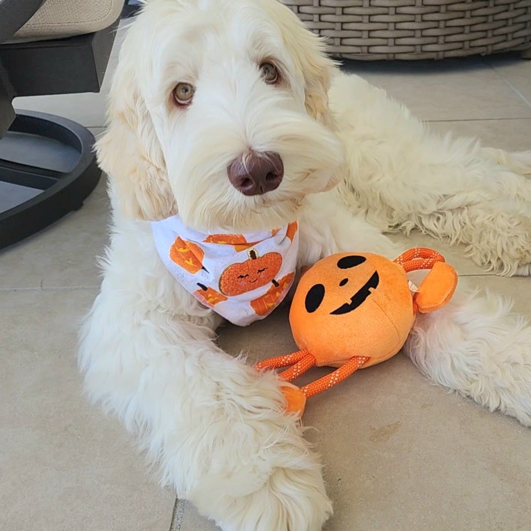Chubbie Pumpkin