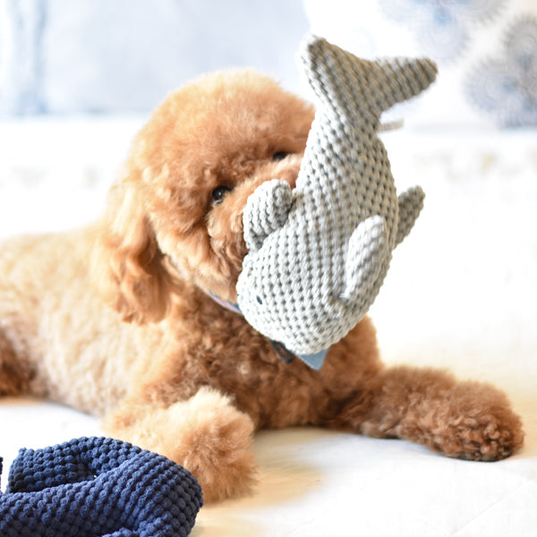 Patchwork Pet Dolphin Plush nautical Dog Toy with Goldendoodle Dog