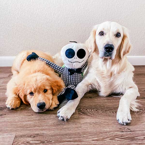 Halloween plush dog toys patchwork pet dog toys
