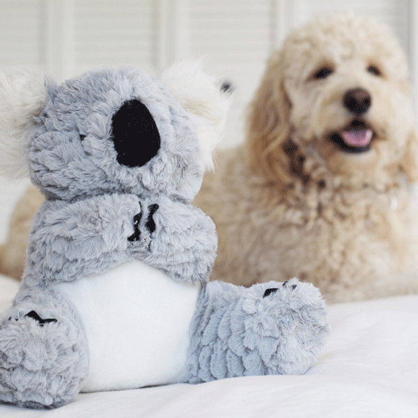 Patchwork Pet Koala Plush Dog Toy with goldendoodle dog