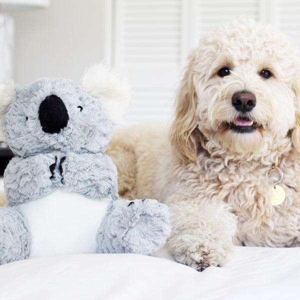 Patchwork Pet Koala Plush Dog Toy with goldendoodle dog