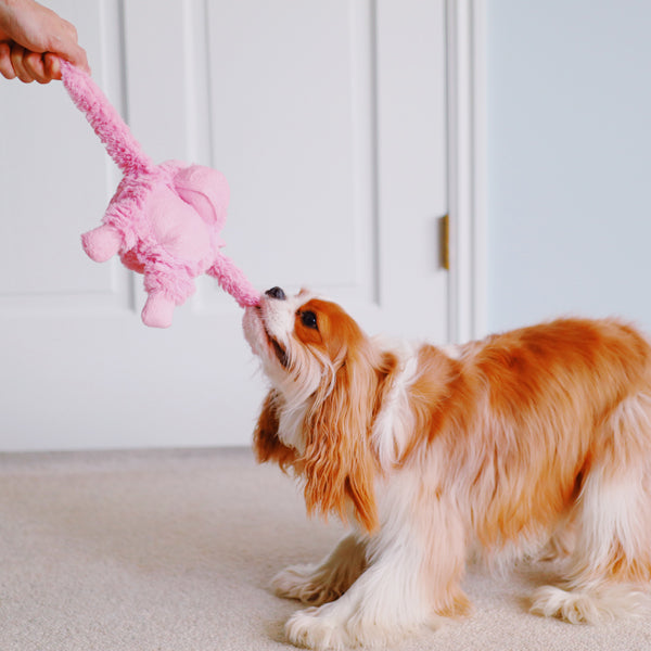 Patchwork Pet pastel gorilla Plush Dog Toy with king charles cavalier dog