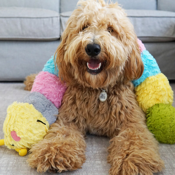Patchwork Pet Plush Caterpillar Dog Toy with Goldendoodle Dog
