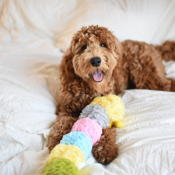 Patchwork Pet Plush Caterpillar Dog Toy with Labradoodle Dog