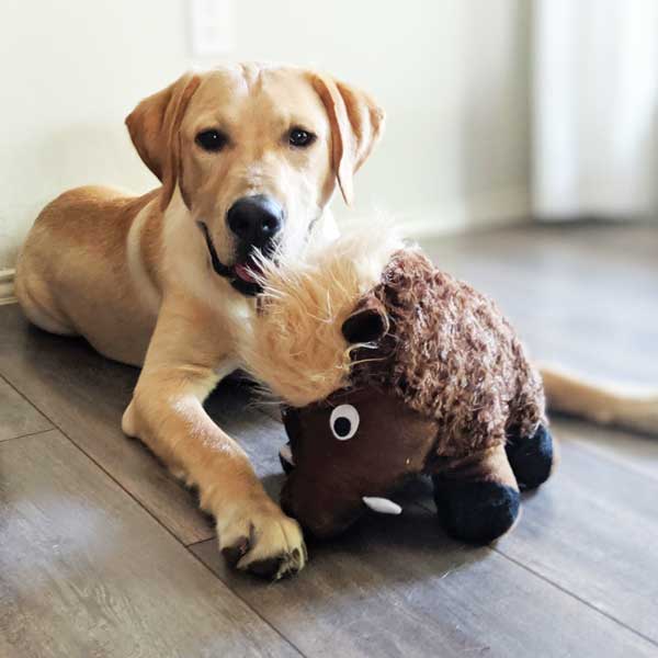 Warthog plush dog toy patchwork pet plush dog toys with a labrador
