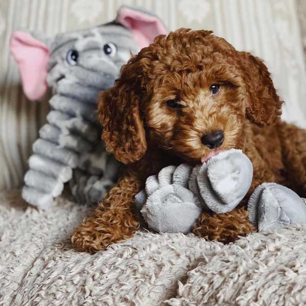 Patchwork Pet Tug Elephant Plush Dog Toy with Goldendoodle Dog