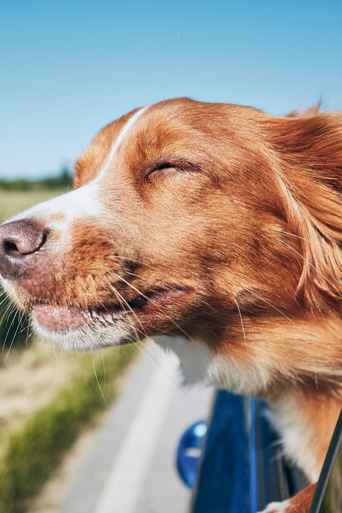 10 Travel Must Haves For Your Next Dog Friendly Vacation