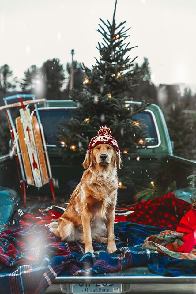 2020 Christmas and Holiday Gift Guide For Dogs