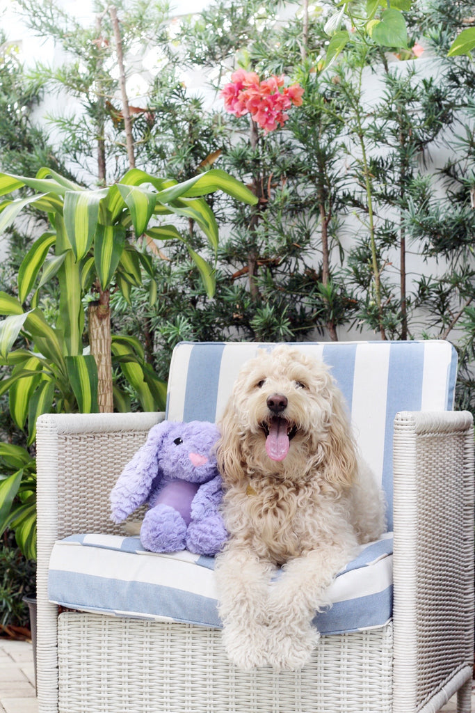 6 Summer Fun Activities With Your Dog