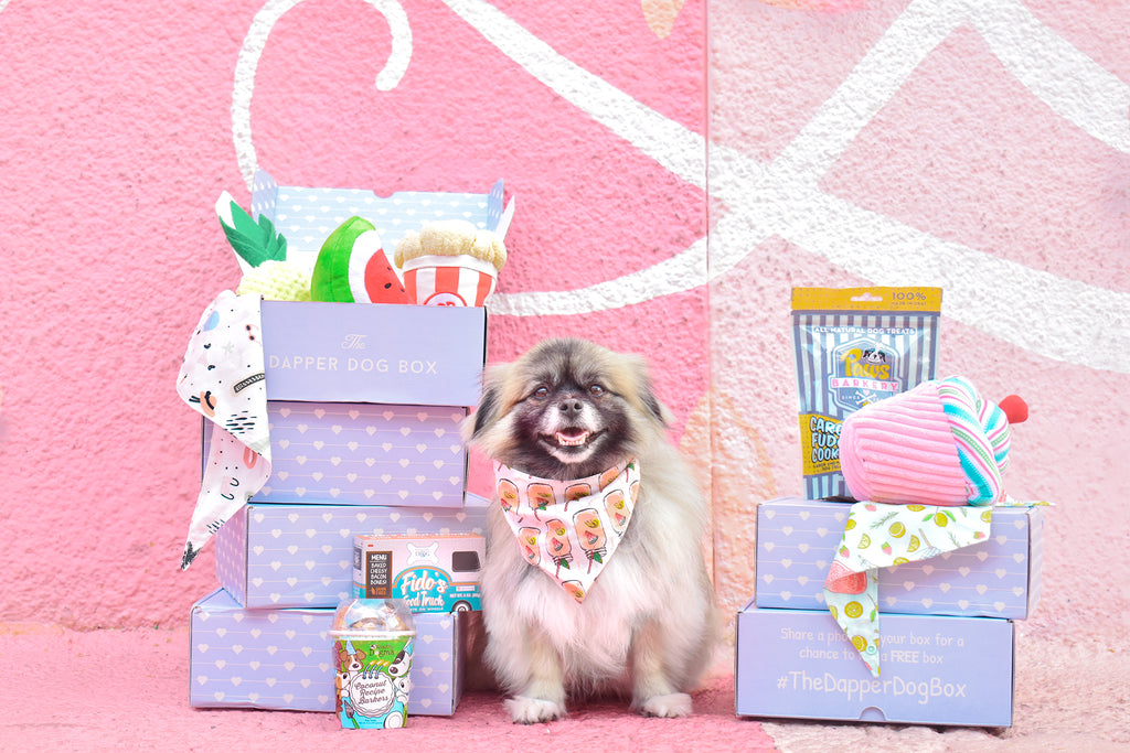 5 Best Dog Subscription Boxes: We Tested Each One
