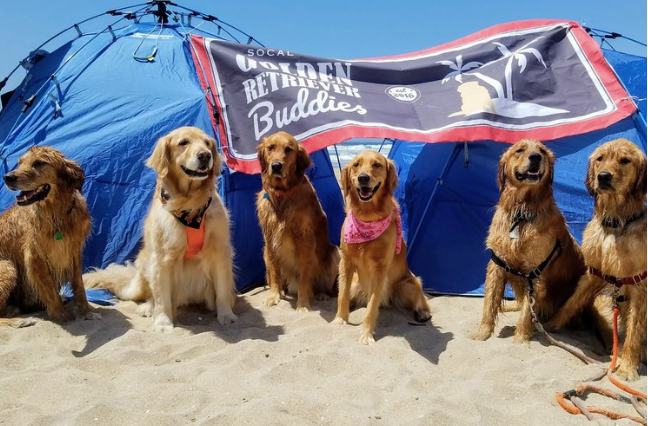 Golden Retriever Meet-Up Groups Near You