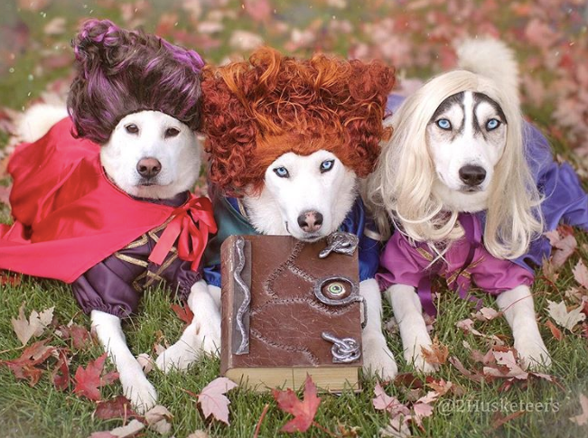Halloween Safety Tips + Tricks for Dogs