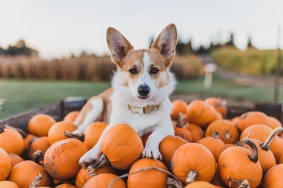 9 Dogs Who Love Fall As Much As We Do