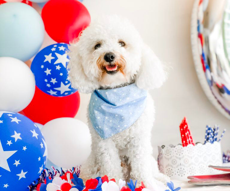 How to Throw a Themed Birthday Party for Your Dog