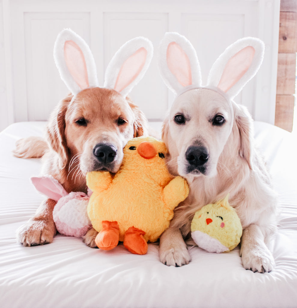 Last Minute Easter Gifts For Your Dog