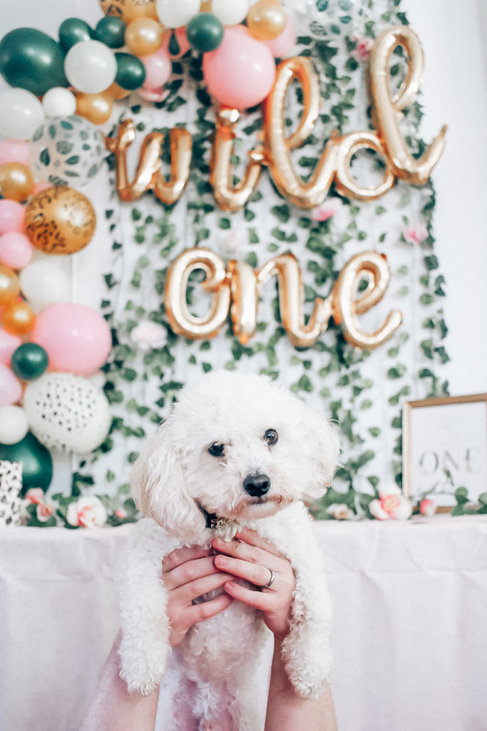 5 Dog Birthday Party Planning Guides & Resources