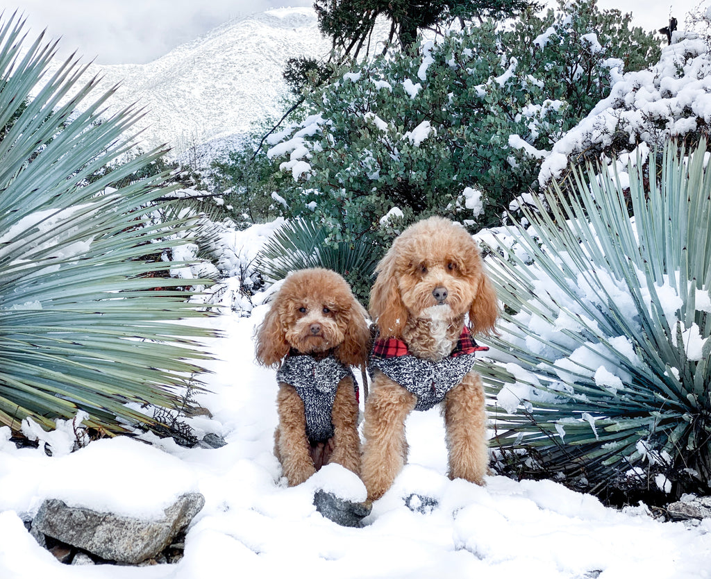 Meet The Pups Behind Our Holiday Brand Team