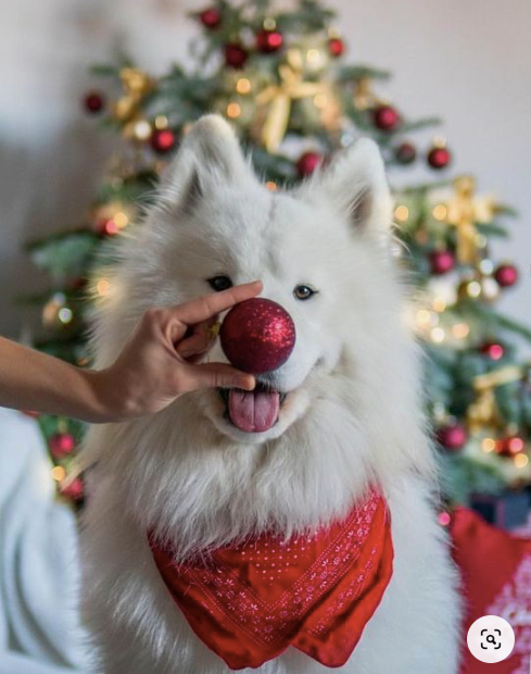 15 dogs Who Are Definitely On The Christmas Nice List