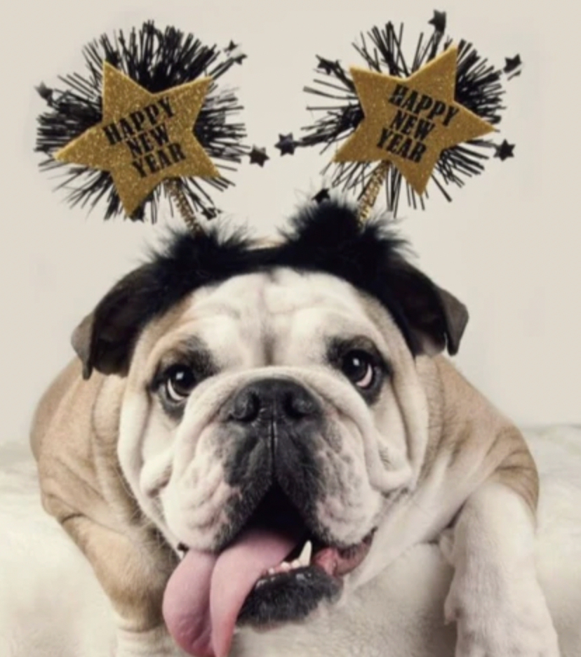 4 Dog Inspired New Years Resolutions We Can All Get Behind