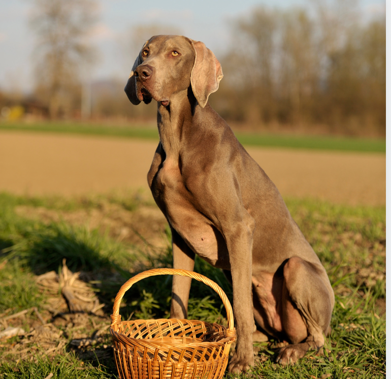 How To Throw A Dog-Friendly Picnic