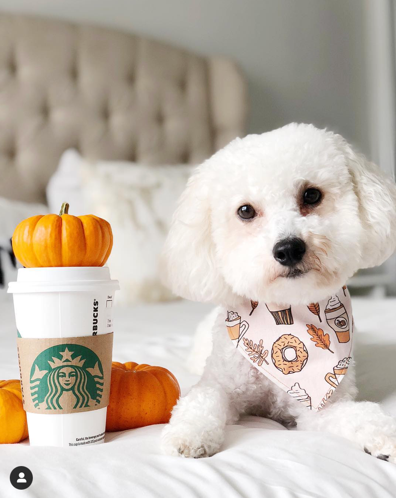 Fall Themed Dog Treats From Amazon