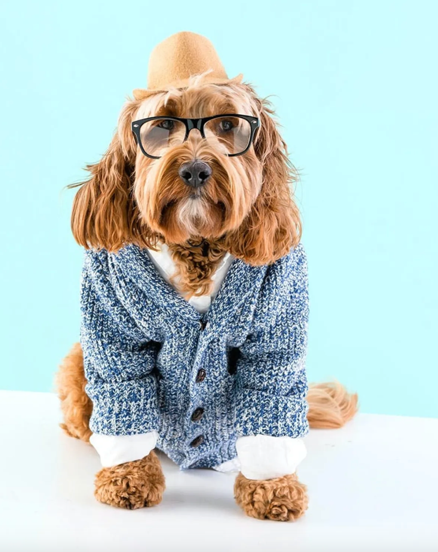10 DIY Halloween Costumes For Your Dog You Need To Recreate