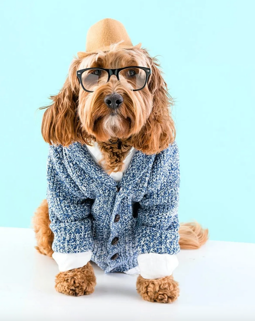 10 DIY Halloween Costumes For Your Dog You Need To Recreate