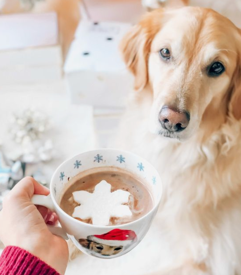10 Christmas Gift Ideas For Your Dog