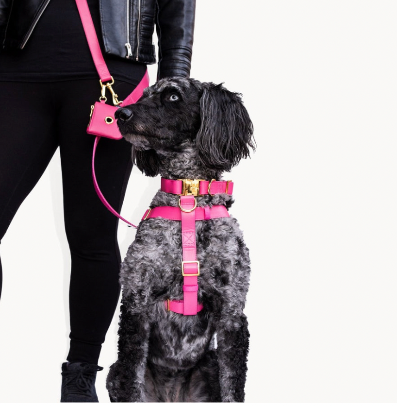 10 Cute Harness & Hiking Accessories For Your Dog
