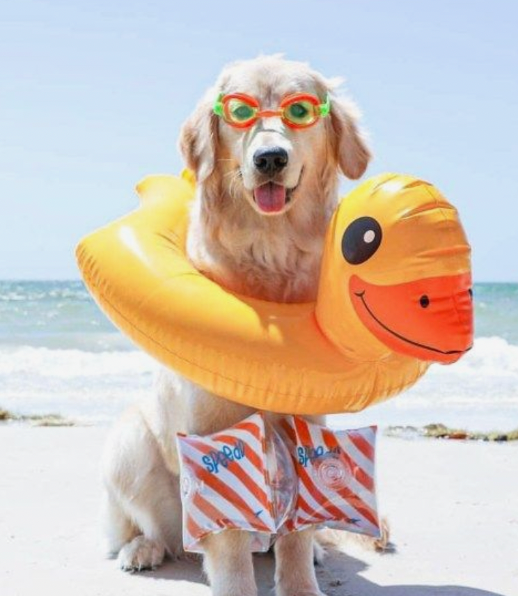 Summer Safety Tips For Your Dog