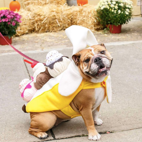 14 Instagram Pups Ready to Trick or Treat