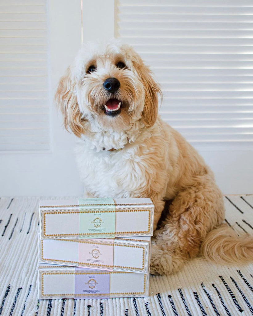 The Sweetest Easter and Spring Gift Guide for Dogs