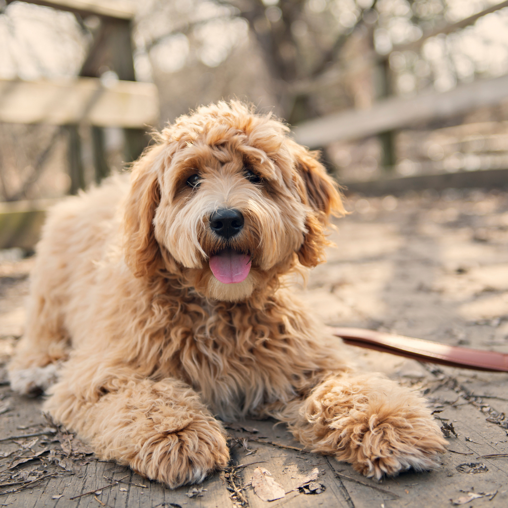 The Best Grooming Tips For Goldendoodles