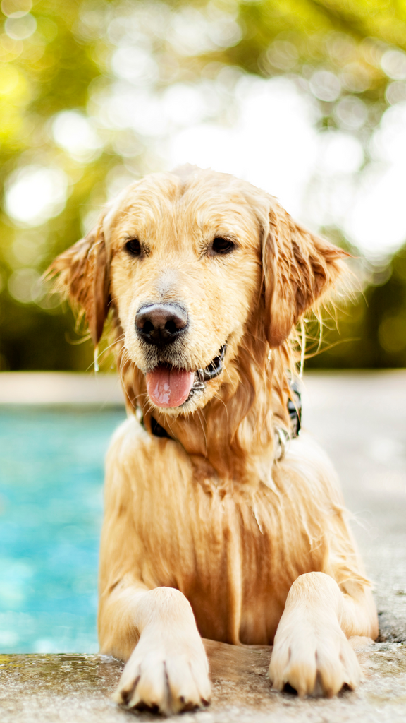 The Best Dog Pools, Splash Pads, And More For Summer