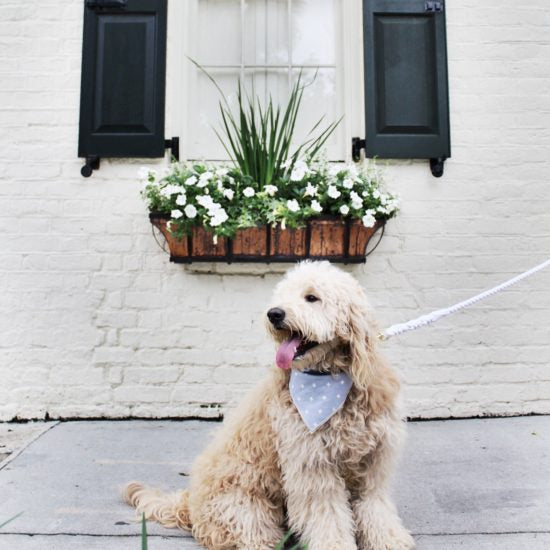 A Dog (& Human) Friendly Travel Guide to Charleston